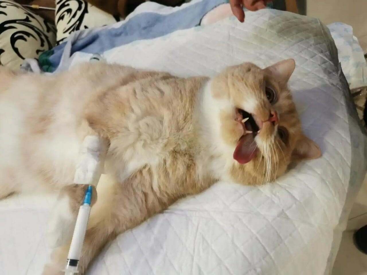 猫咪绝育手术：绝育的好处、费用和注意事项