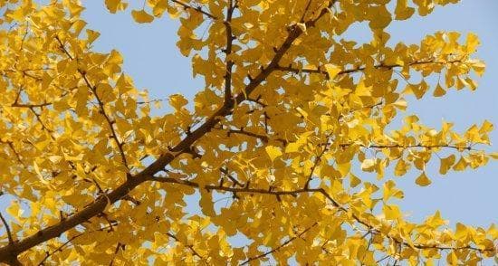 白果树可以种在家门口吗？白果树的种植环境要求是什么？