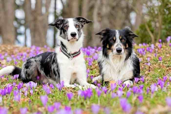 边境牧羊犬的颜色大全：17种标准色与非标准色详解