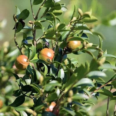 油茶：从植物形态到药用价值的全面解析