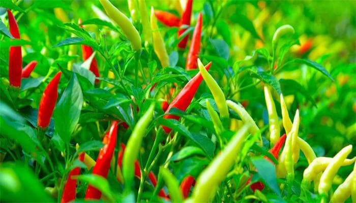 辣椒属于什么类蔬菜？从分类到种植全解析