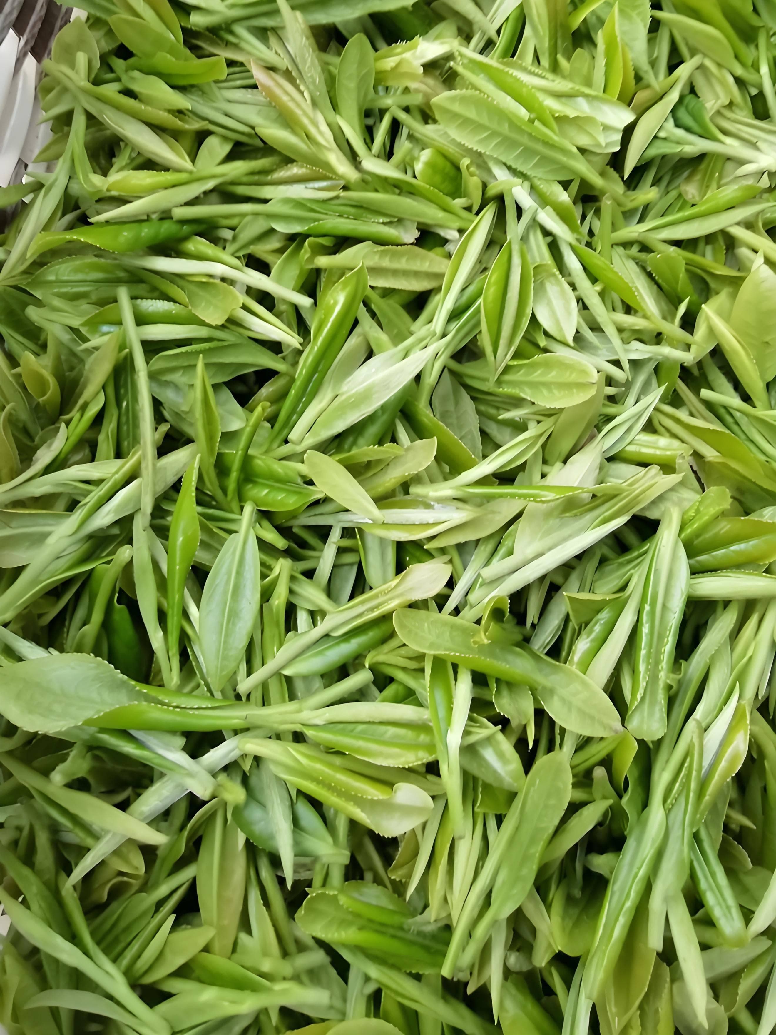 短期保存到长期储存，绿茶到底怎么存比较好？