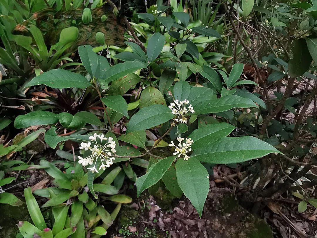 桂花的多重面貌：从自然观察到文化传承