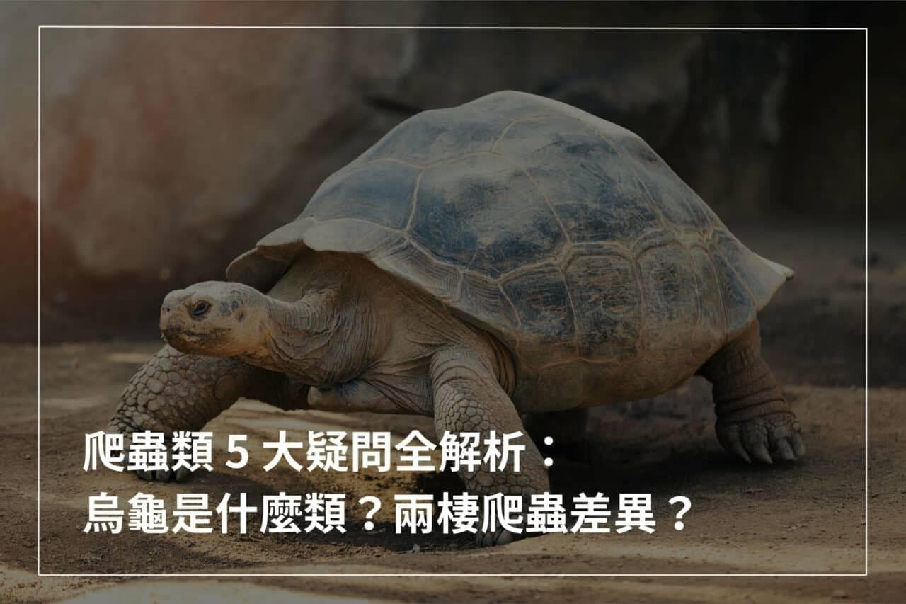 爬行动物五大疑问全解析：乌龟属于哪一类？两栖爬行动物有何区别？