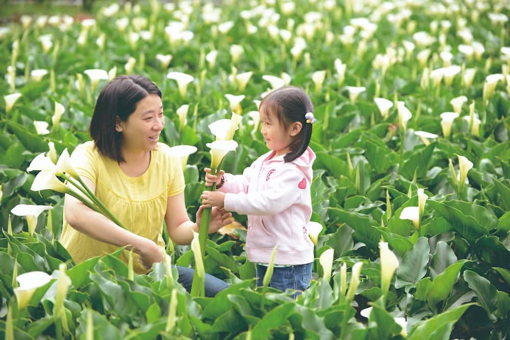 享受春天好时光！花现春天好游趣、动手包春卷／腌脆梅