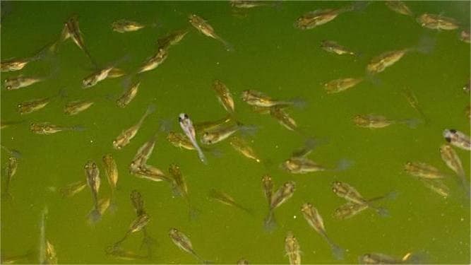 鱼塘水质过肥致“浓绿水”，多管齐下破解养殖难题