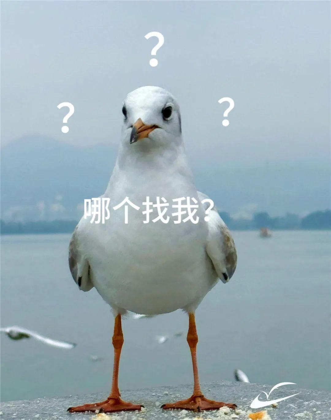 海鸥来啦！快坐上动车来昆明“鸥”遇~