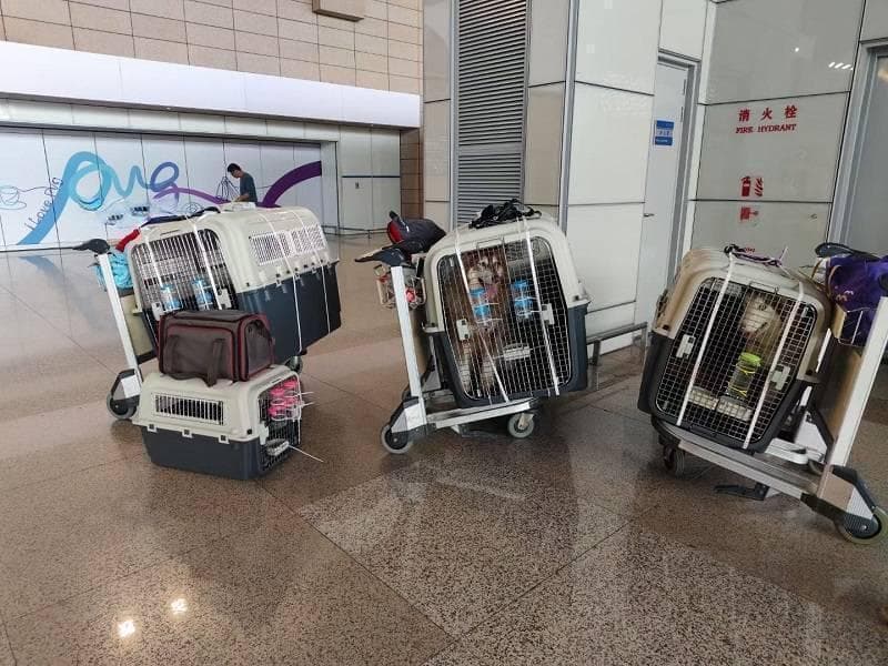带宠物坐飞机！国内航空公司宠物托运全攻略