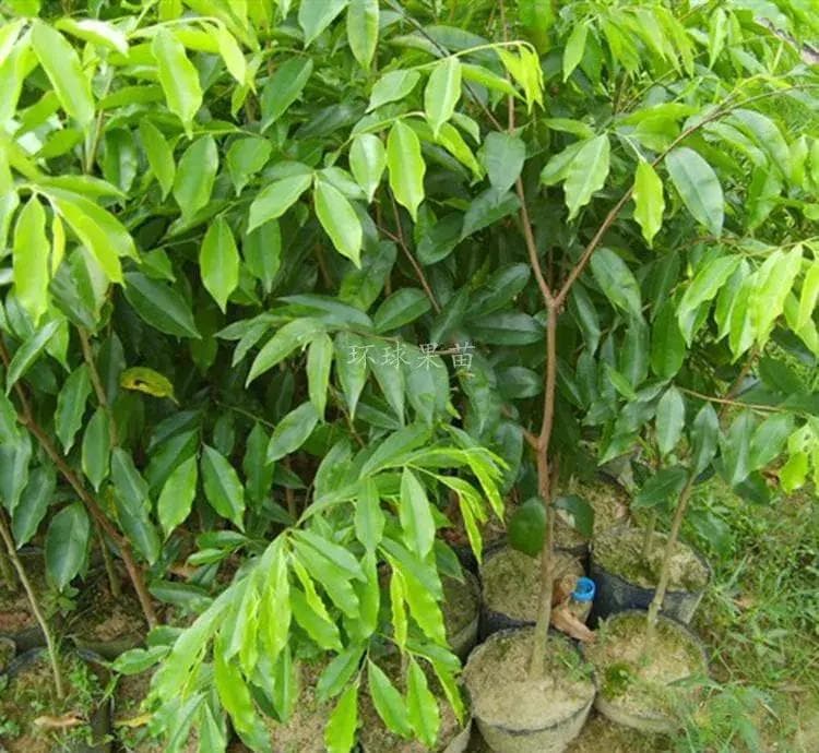 沉香树种植方法详解：从整地到管理的全程技术指南