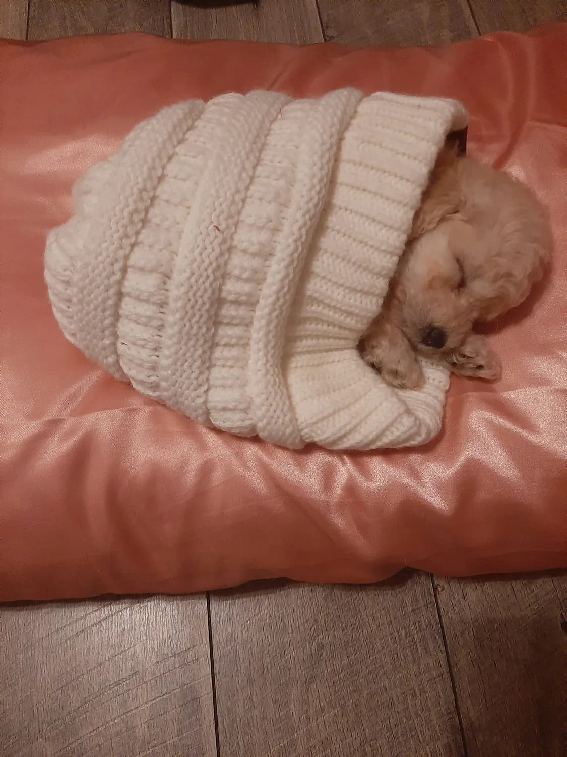 比熊犬冬季护理指南：温暖呵护