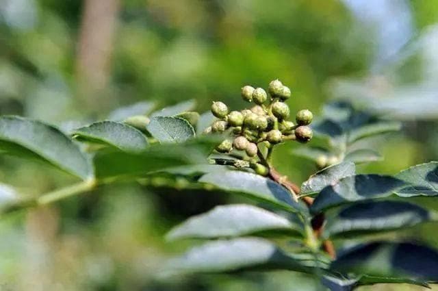花椒种植对土壤品质、地形的要求