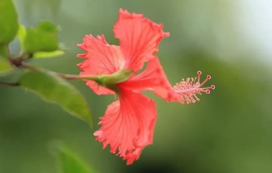 扶桑花怎么养护能常开花呢？