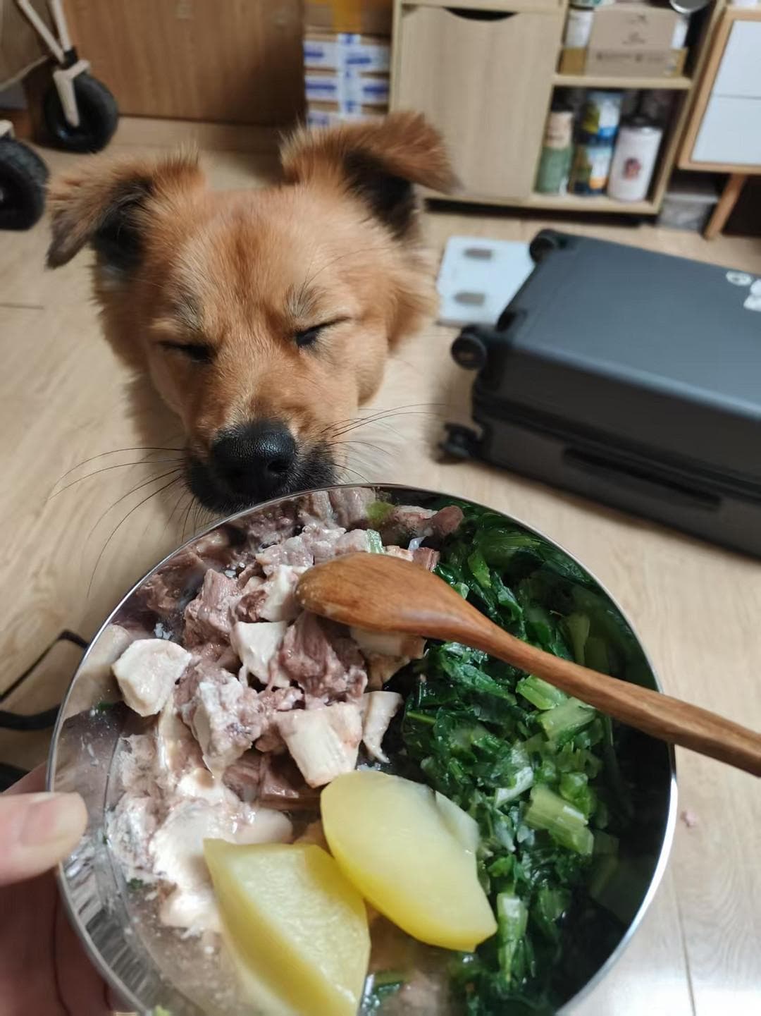 为爱犬打造专属营养餐：自制狗粮全攻略