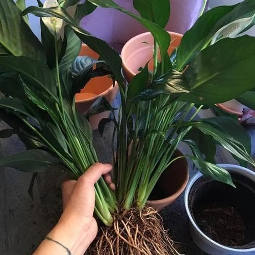 木本植物水培与土培哪种更优？各自的优缺点是什么？
