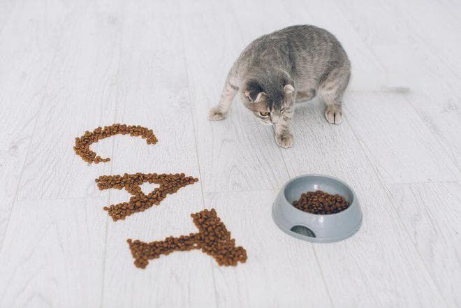 猫碗里一直放猫粮的危害：六大风险不容忽视