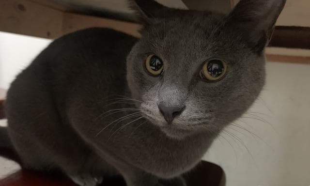 如何帮助胆小的猫咪自信起来（掌握技巧，让你的宠物猫自信满满）