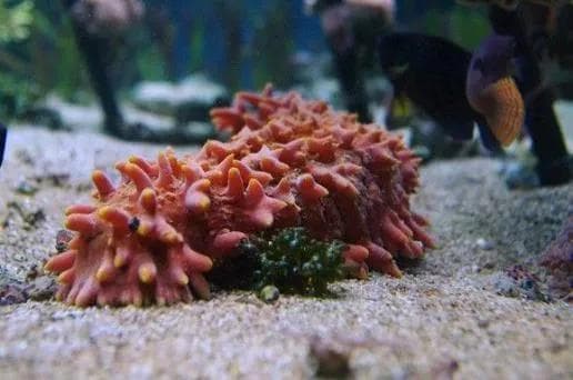 海参——身怀绝技的“海洋活化石”