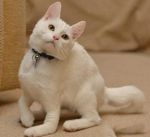 猫被烫伤该怎么处理