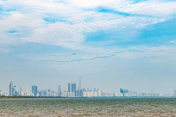 深圳湾公园地铁出行全攻略：四个出口特色详解