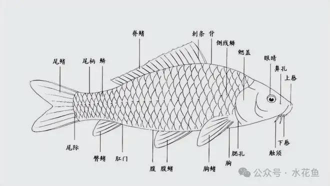 鲤形目通过肌间刺和生存策略，成功逆袭成为广泛分布的鱼类群体