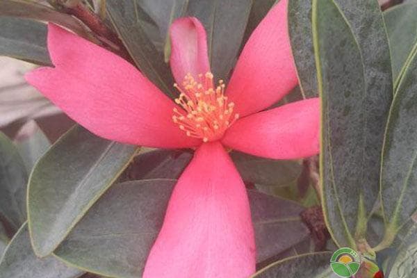 四季茶花的养殖方法和注意事项