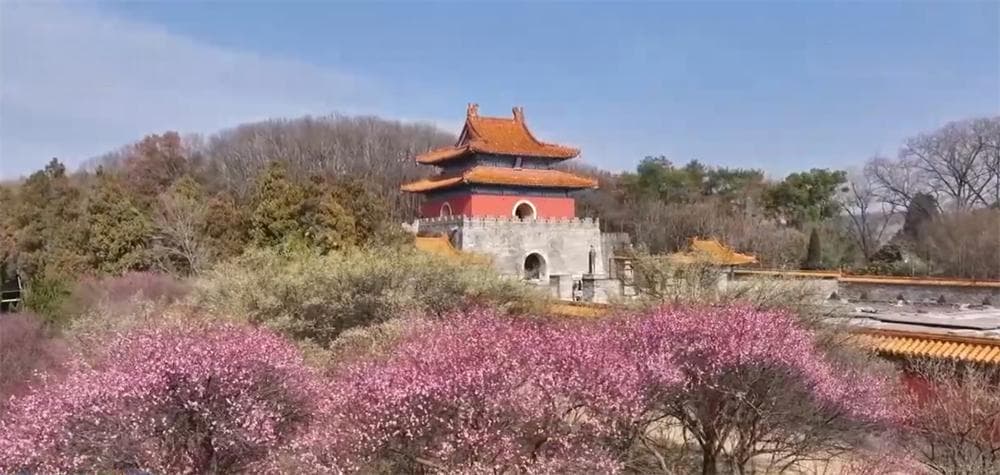 以花为“媒”推动农文旅融合发展 “赏花游”激活“春日经济”新引擎