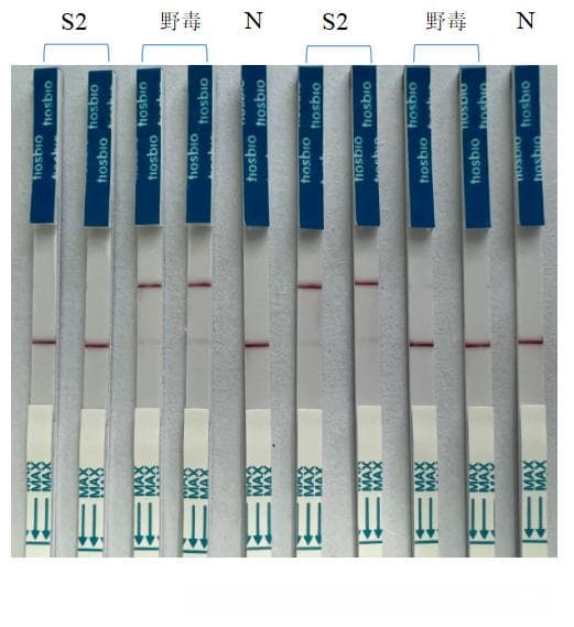 CRISPR-Cas12a：一款强有力的检测识别工具