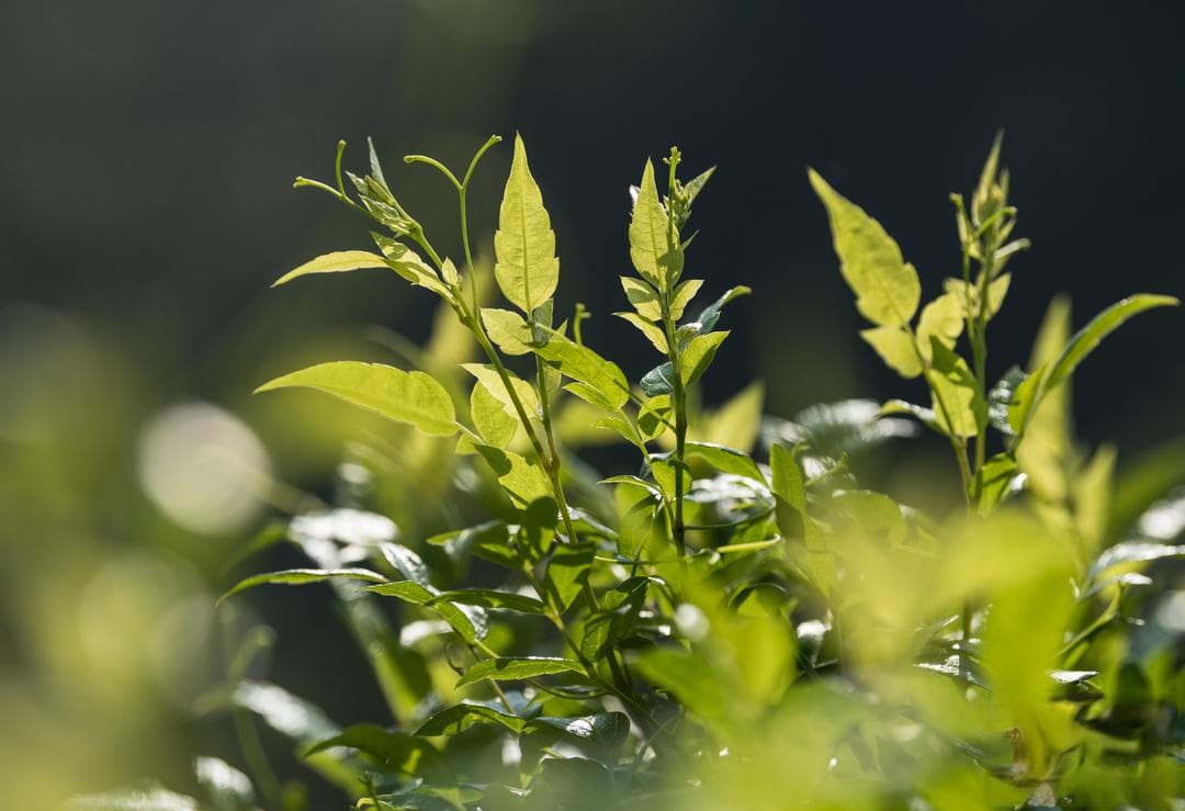 最是茶香能致远——记永顺县大丰生态农业开发有限公司