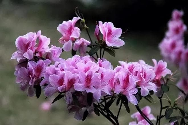 十五首描写杜鹃花的诗词，鲜红滴滴映霞明，尽是冤禽血染成。