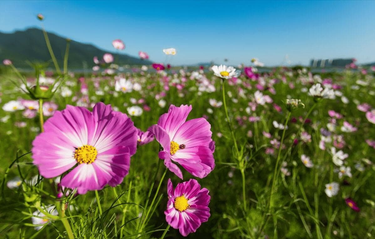格桑花和波斯菊的区别
