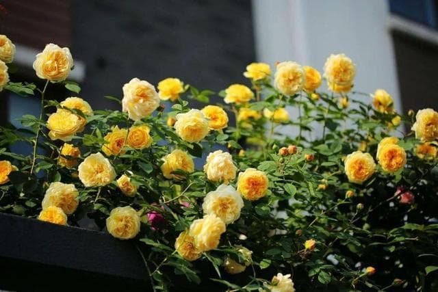 楼顶露台种什么植物好（露台上养花，就养6种“不怕晒”的花）