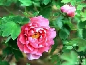 华夏文化系列之三十：四大名花
