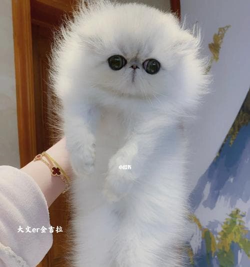 金吉拉猫与波斯猫的区别（细看外貌和性格，揭秘两大猫咪的差异）