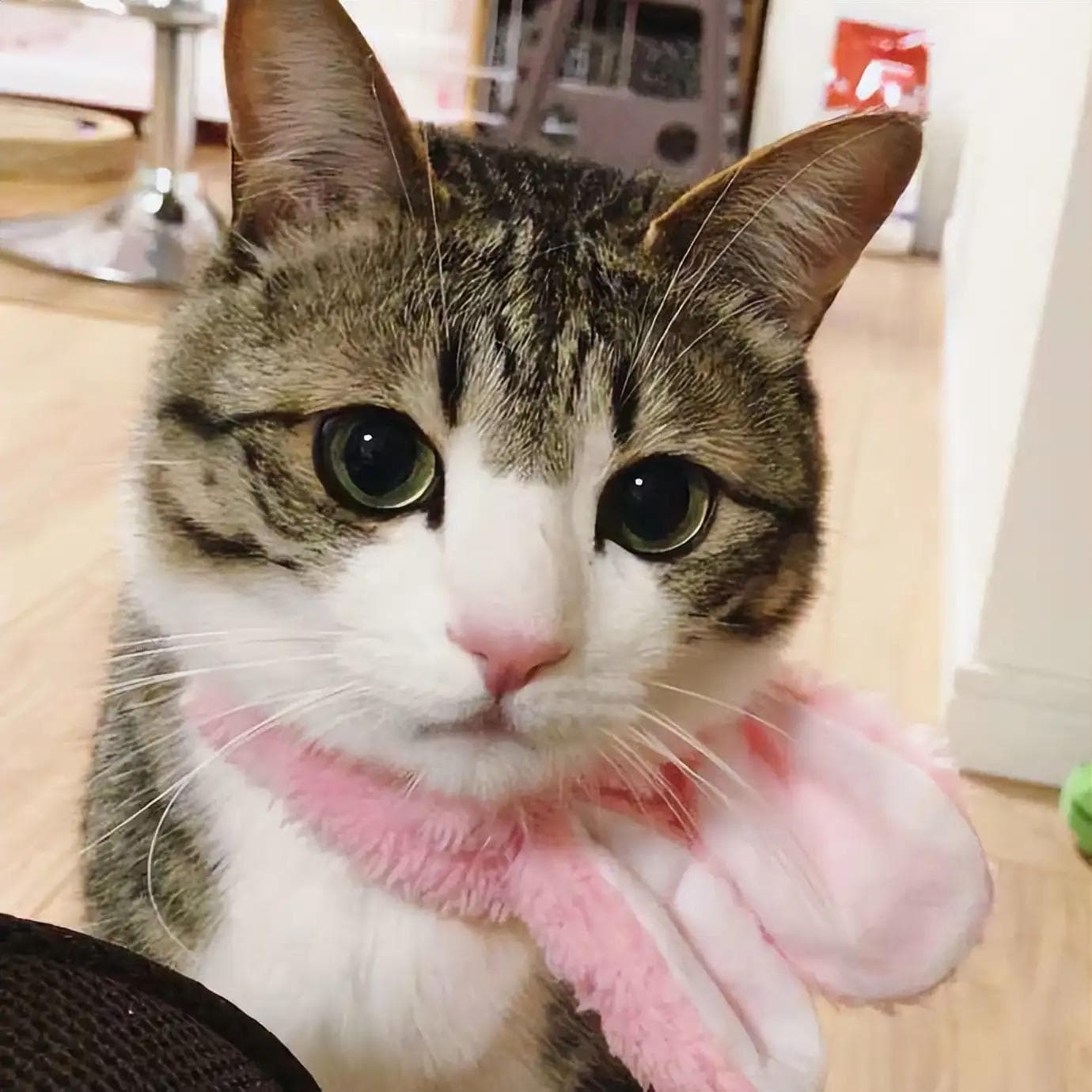 狸花猫和橘猫有什么区别？为什么说狸花猫千万不能养？