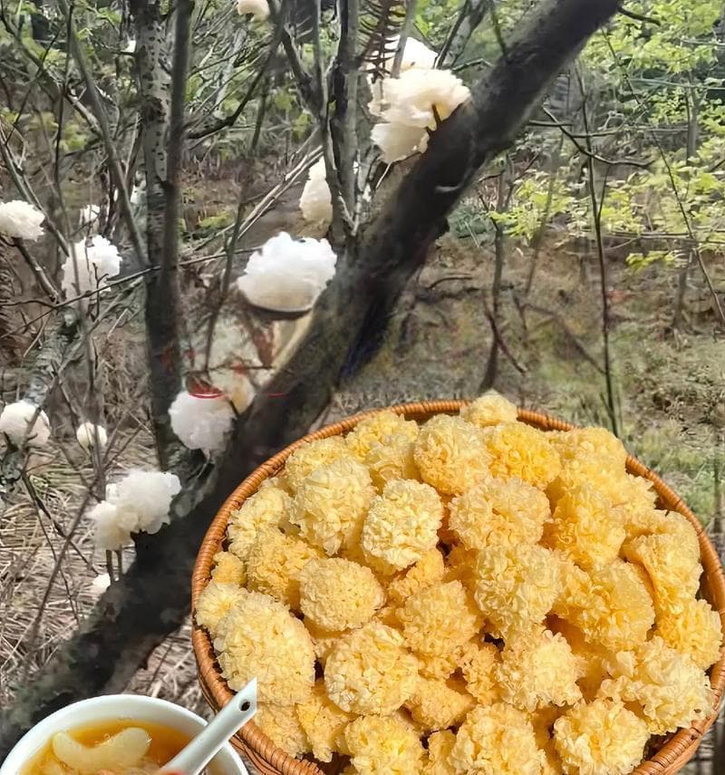 银耳全解析：从营养价值到食用禁忌的全方位指南