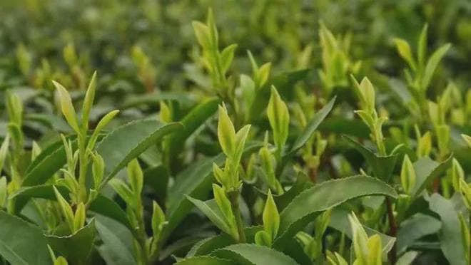 要泡出绿茶的真滋味，这些细节不可少！