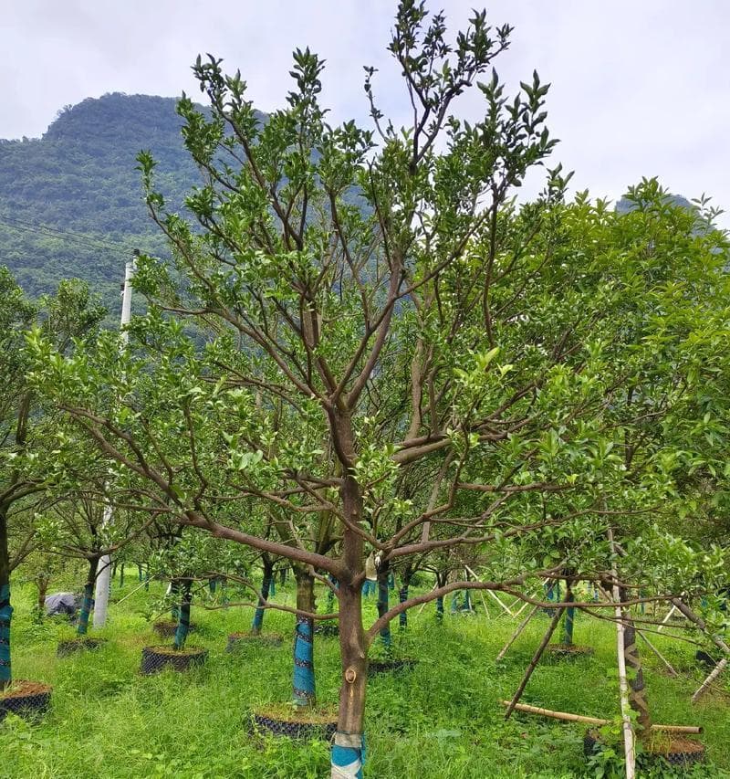 金桔的种植与栽培技巧（适合种植的地方和关键要素）