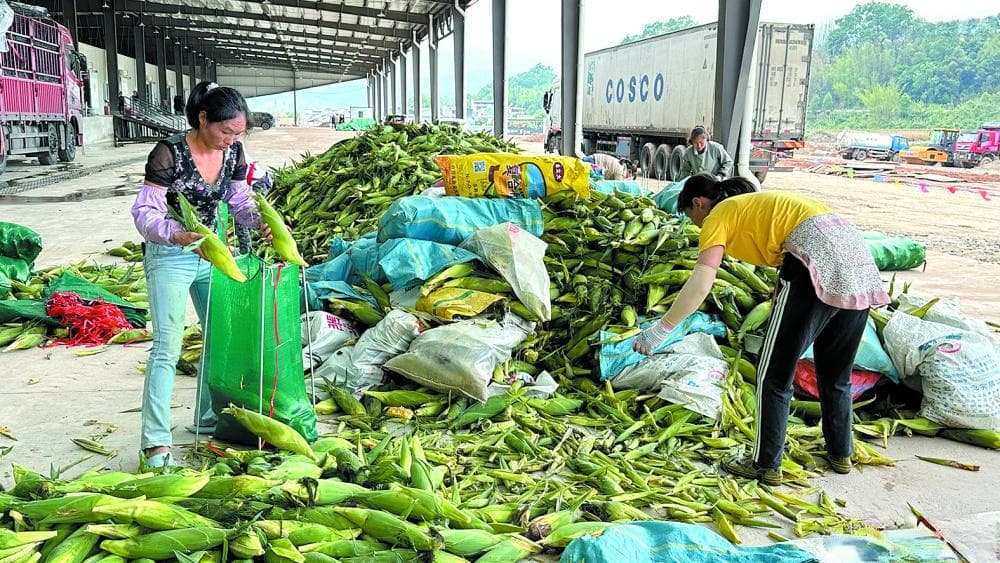 普洱市景谷县鲜食玉米喜获丰收 农业转型成效渐显