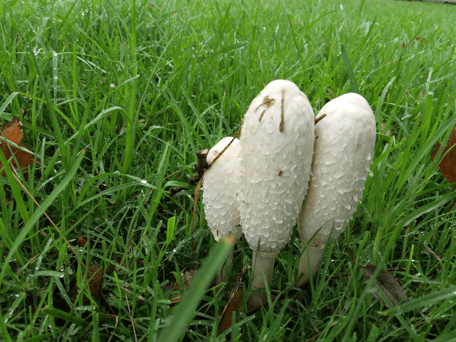 大通草：家庭餐桌上的健康小帮手