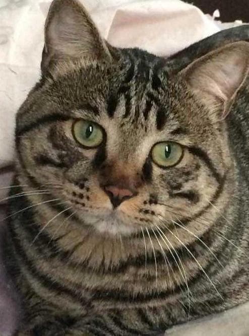 中华传统美猫“狸花猫”虽然不平易近人，但猫生只认一个铲屎官