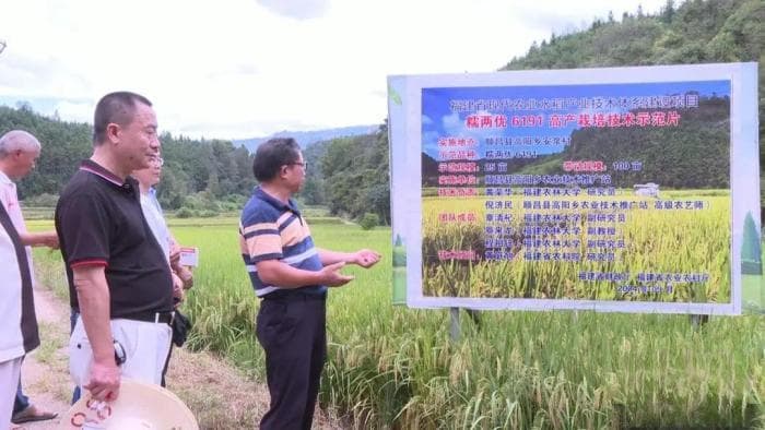 闽北“优质稻新品种的试验示范”项目水稻丰收