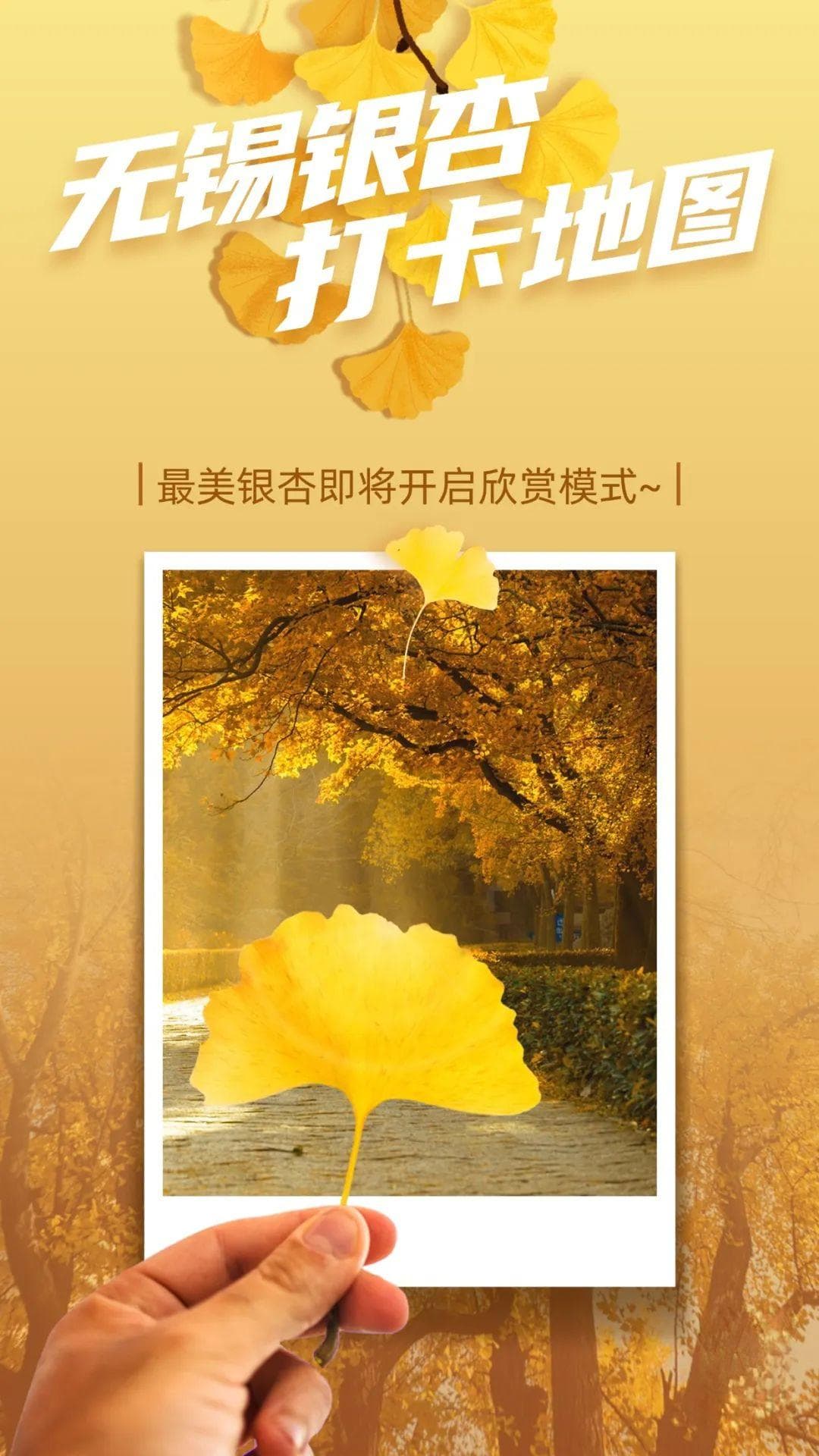 无锡银杏打卡地图：这些地方即将迎来最美落叶季