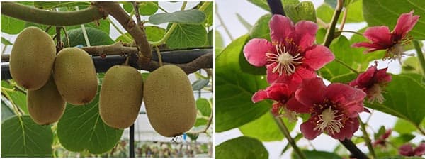 武汉植物园两个猕猴桃良种通过湖北省林木品种审定