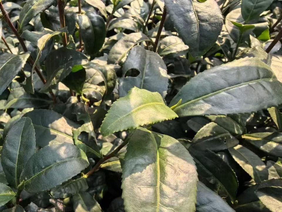 浙江大部已连续32天无降水，消失的雨水和偏暖的气温背后是暖冬吗？