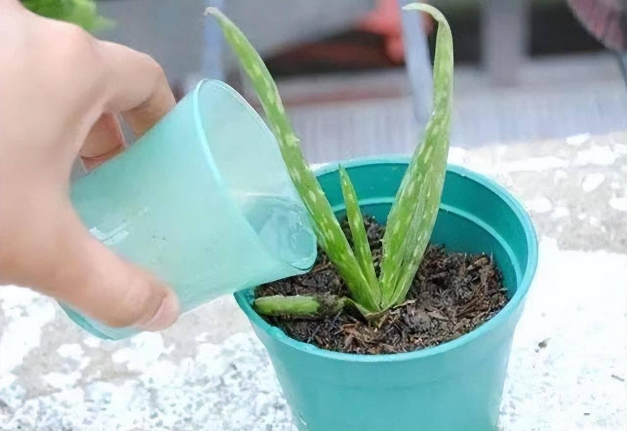 夏天4种花要“控水”，越是少浇水，越是状态好、枝叶绿、花更艳
