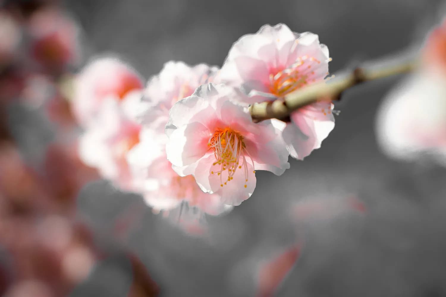 《梅花易数》：一部流传千年的占卜经典