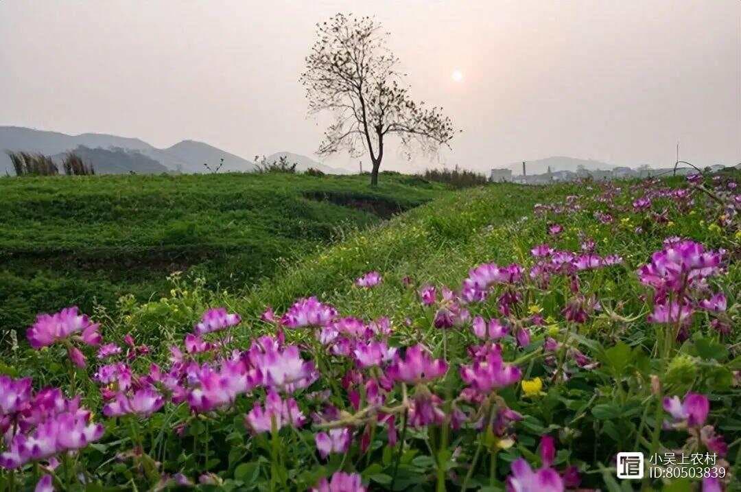 紫云英：从绿肥到观赏植物的华丽转身