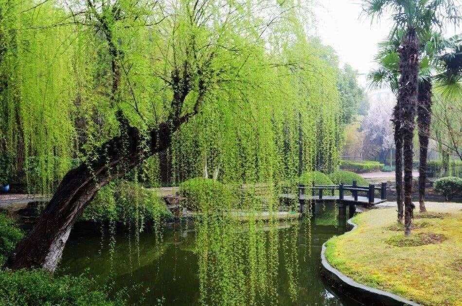 杨万里《新柳》赏析及同步练习