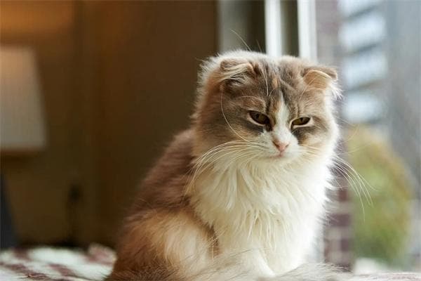 折耳猫发病的初期症状