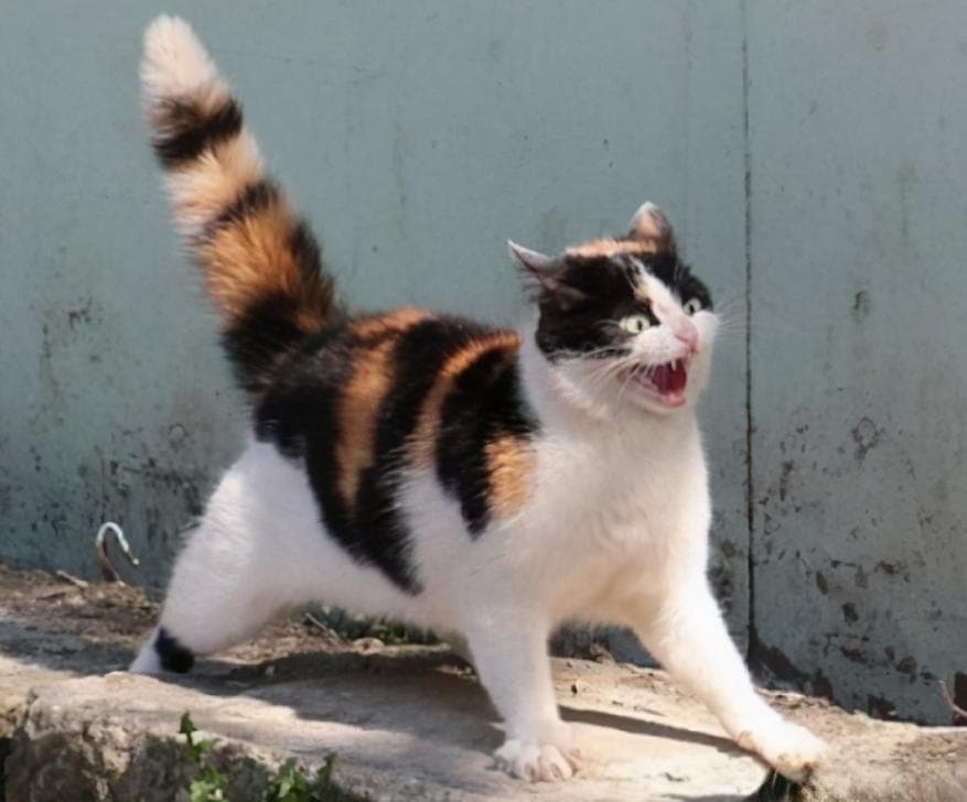 揭秘！猫咪尾巴暴露出的情绪，让你秒懂小猫咪